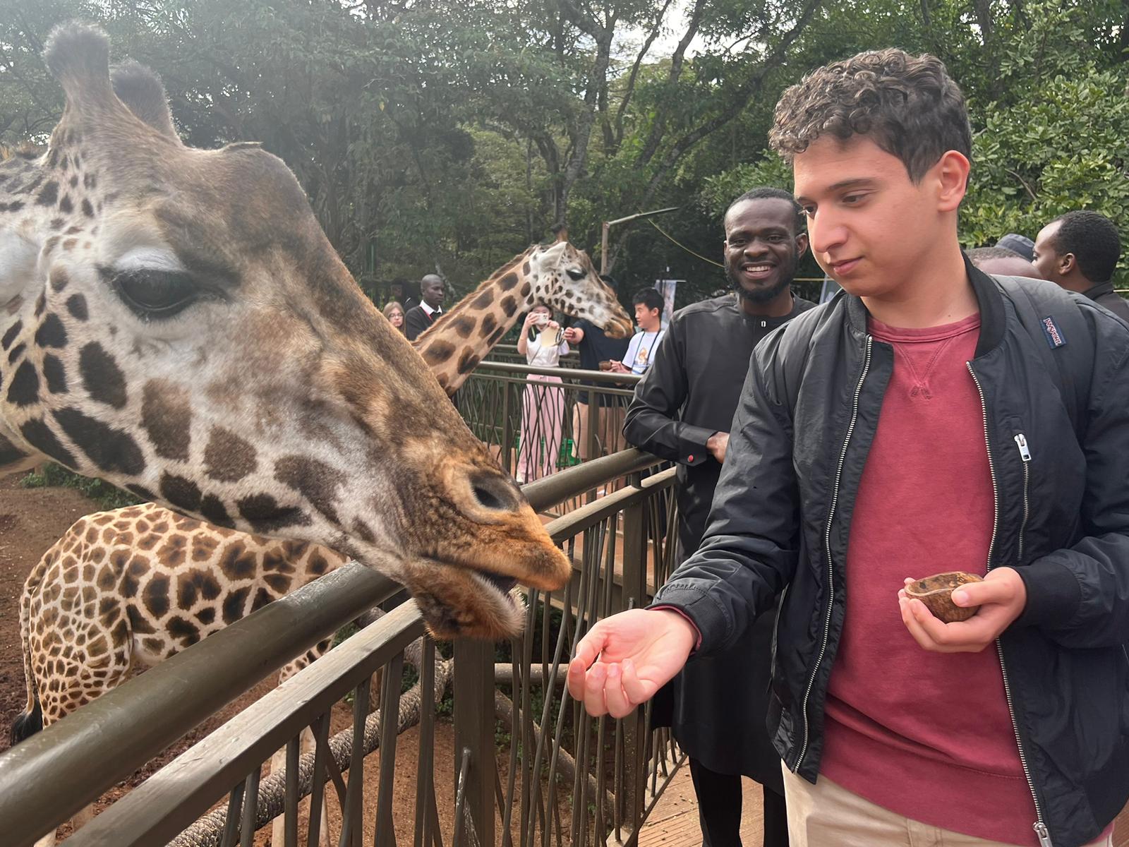 Feeding a giraffe
